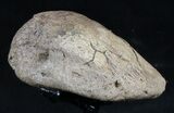 Very Rare Ankylosaur Claw With Stand - Texas #35163-2